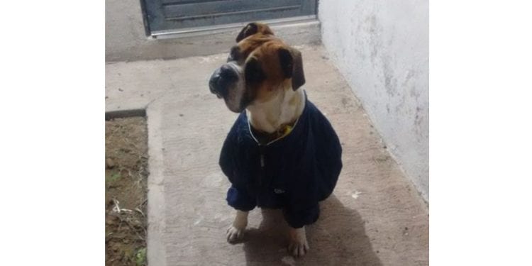 perro Miguel