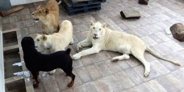 leones
