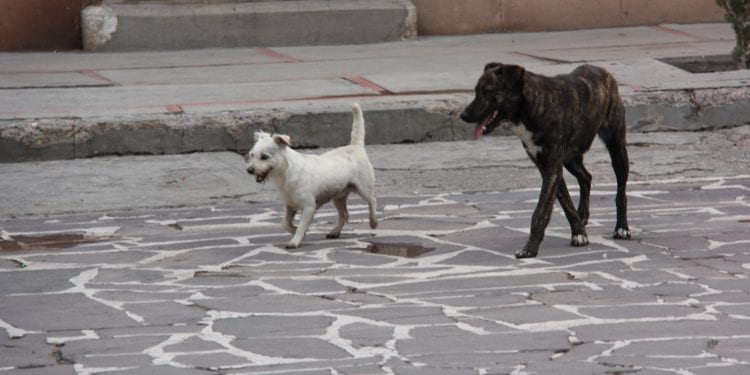 perros