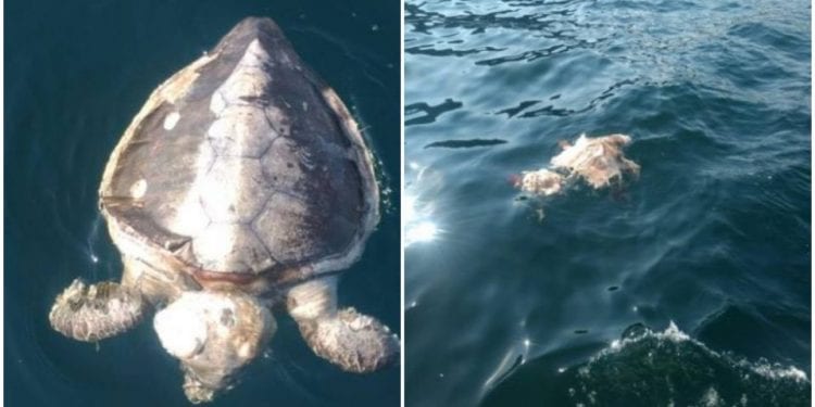 tortugas muertas