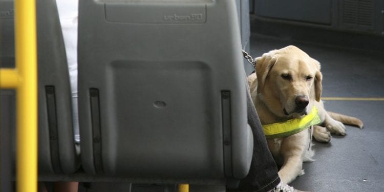 perros guía