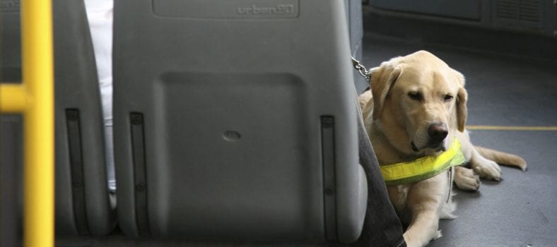 perros guía