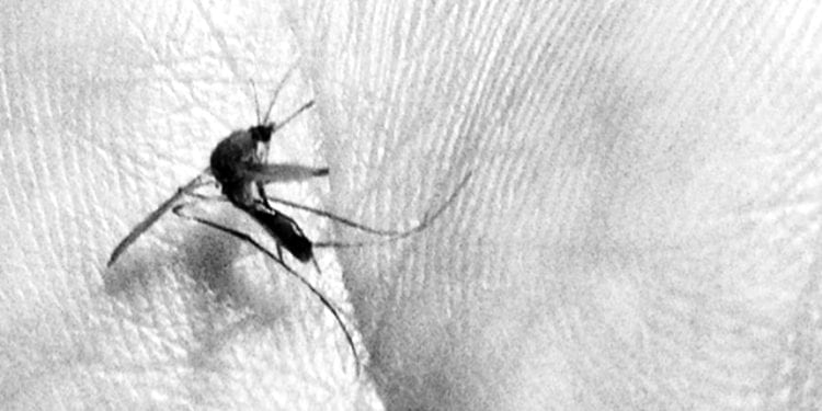 Dengue