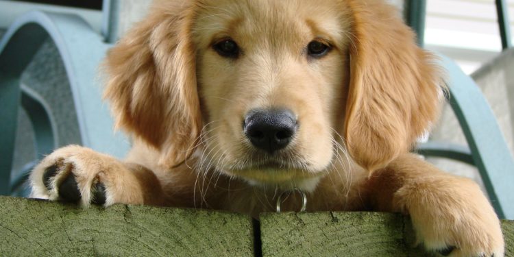 perro