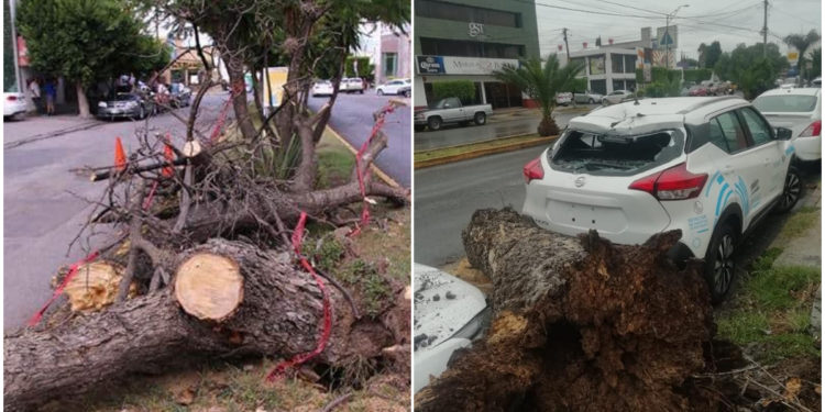 árboles caídos