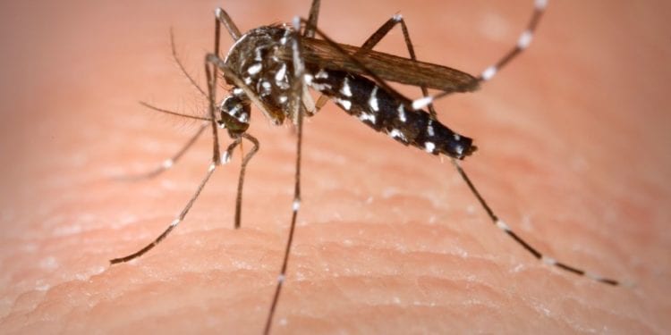 Dengue