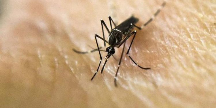 dengue