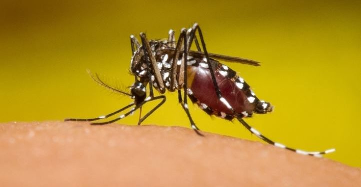 dengue