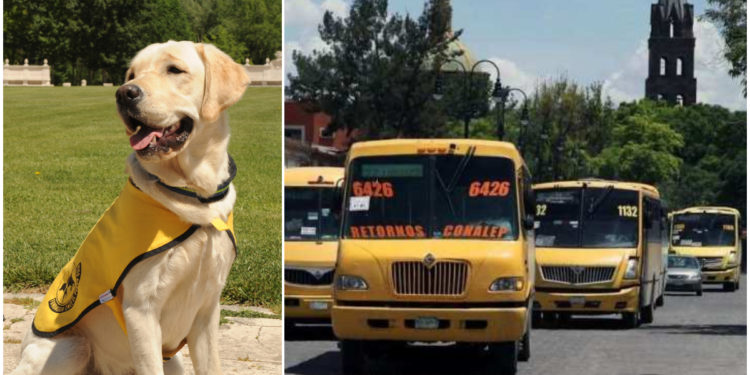perros guía