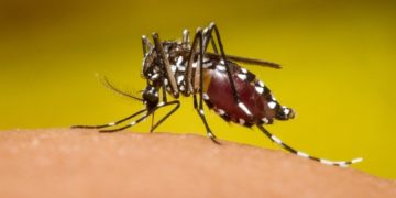 dengue