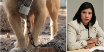 maltrato animal