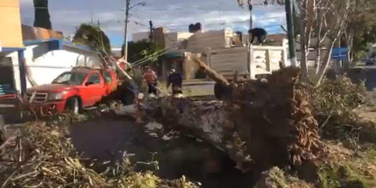 árboles en SLP