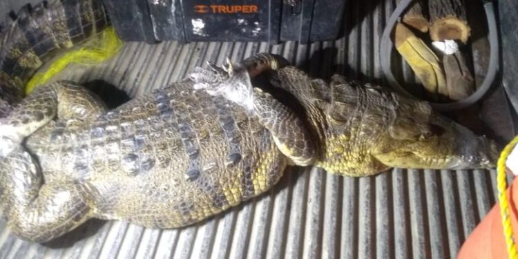 cocodrilo en Tamuín