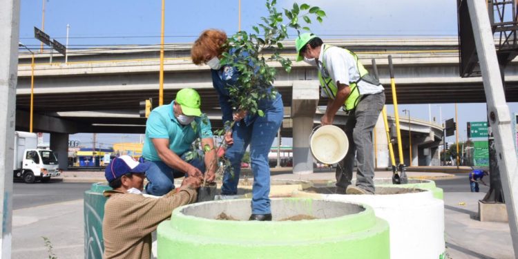 campaña de reforestación