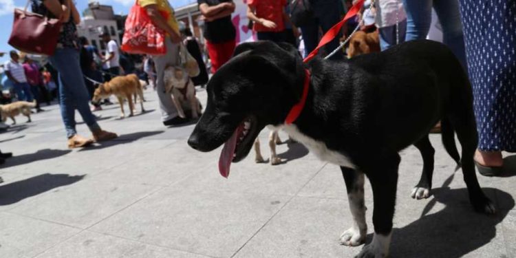 Programa de Animal Comunitario
