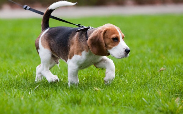 multas a dueños de perros