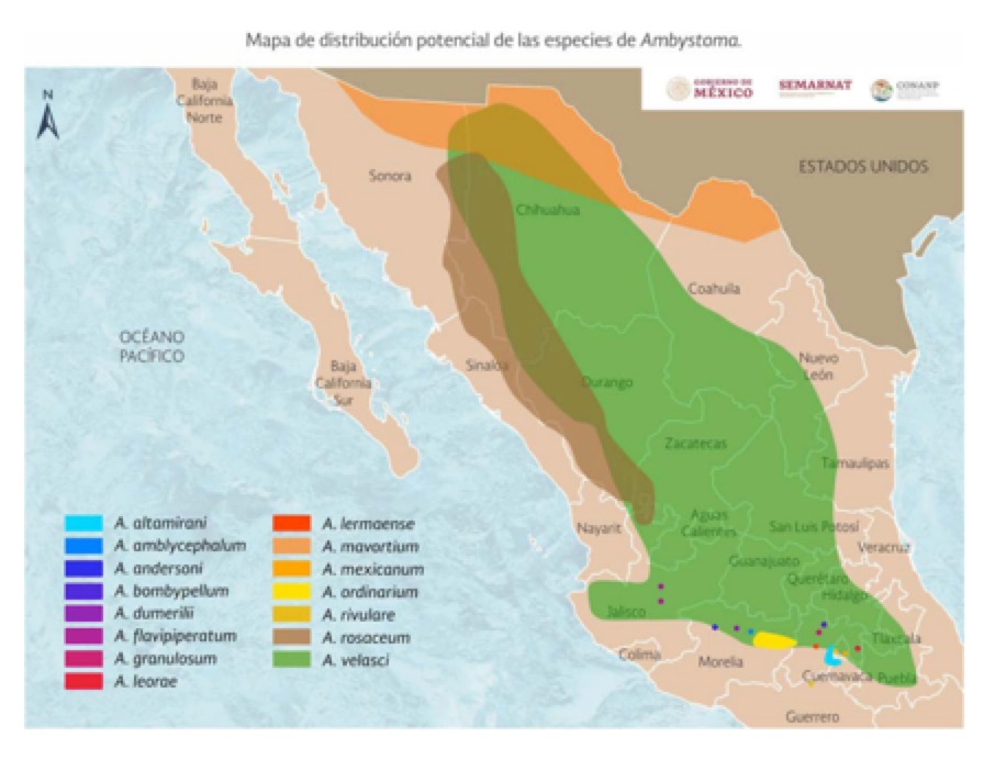 Mapa de distribución de los ajolotes del altiplano 