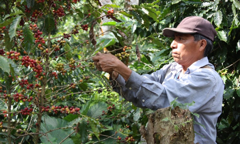 Un caficultor corta a mano los granos de café en cereza