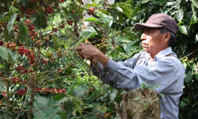 Un caficultor corta a mano los granos de café en cereza