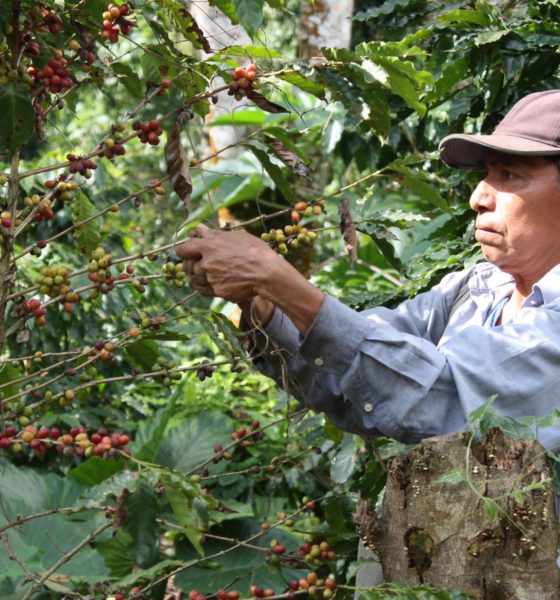 Un caficultor corta a mano los granos de café en cereza
