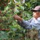 Un caficultor corta a mano los granos de café en cereza