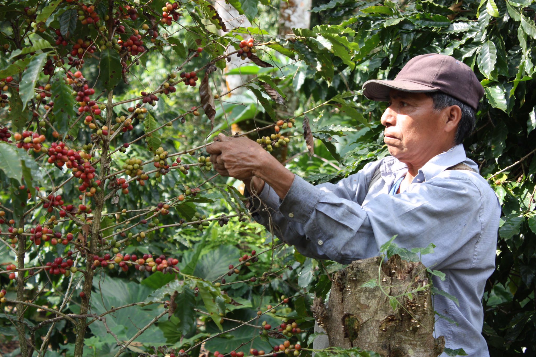 Un caficultor corta a mano los granos de café en cereza